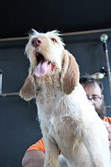 Dog with open mouth