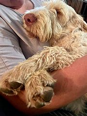 Spinoni cuddling up to her human