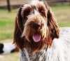 Spinoni have shaggy, lovable faces