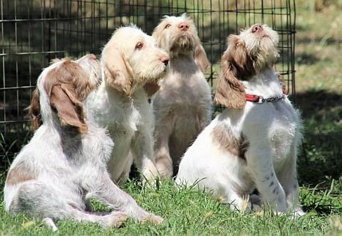 Four rough coated spinone puppies