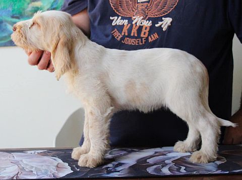 Spinone puppy, white with beige markings.