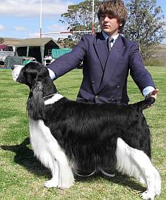 Champion springer spaniel at Grahamstown dog show 2009