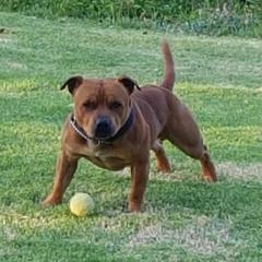 Tan staffy playing with a ball
