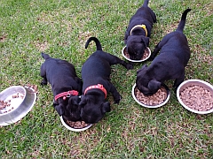 Staffordshire puppies enjoying their food.