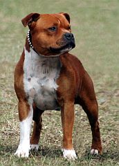 A red and white Staffordshire bull terrier