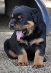 A rottweiler puppy yawning
