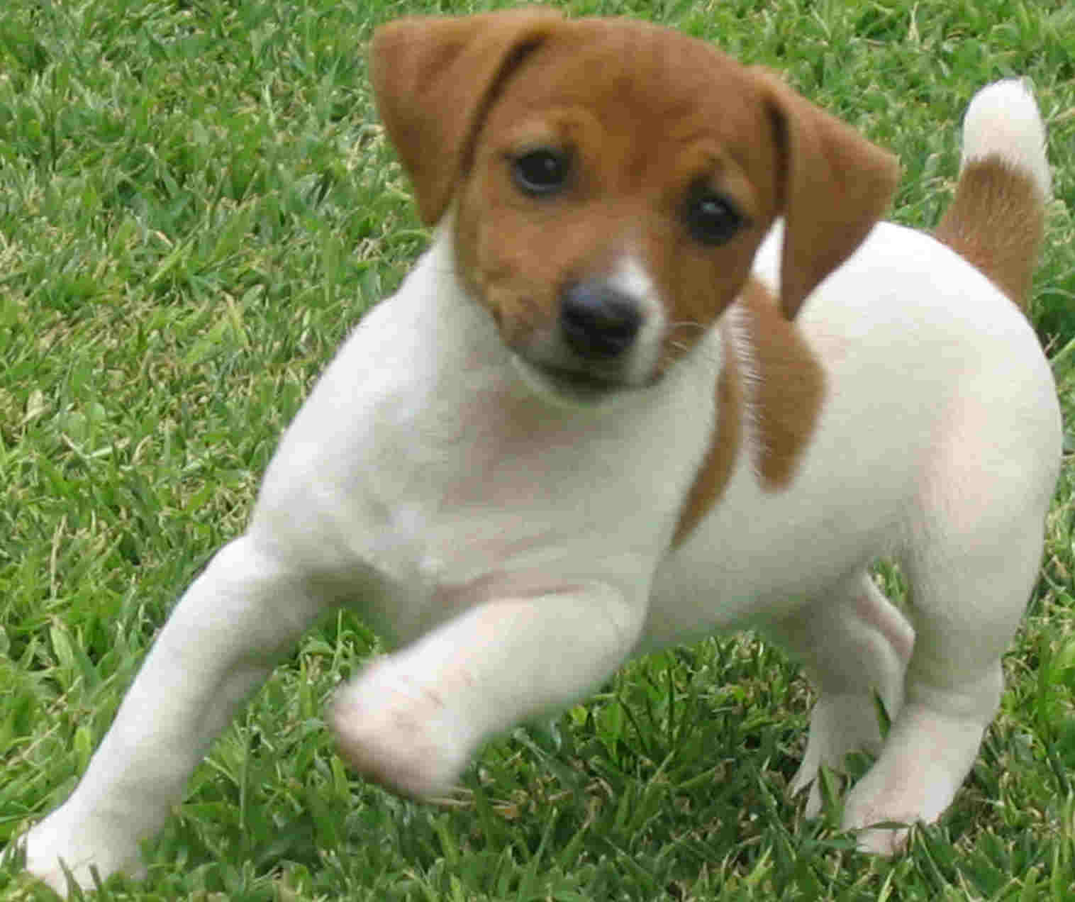 Jack Russell running on the lawn