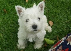 A cute little West Highland terrier puppy