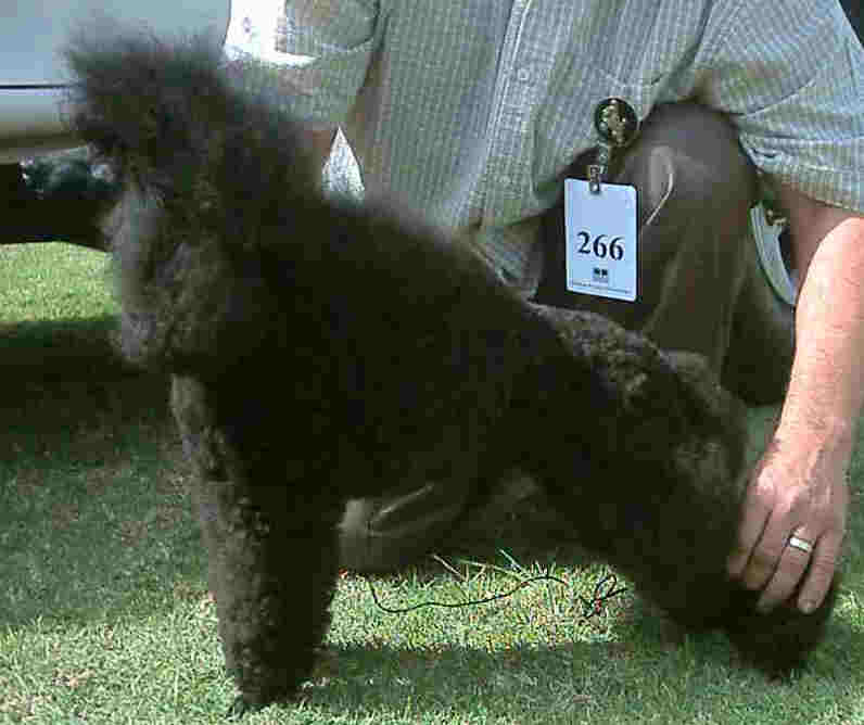Well-groomed toy poodle, black