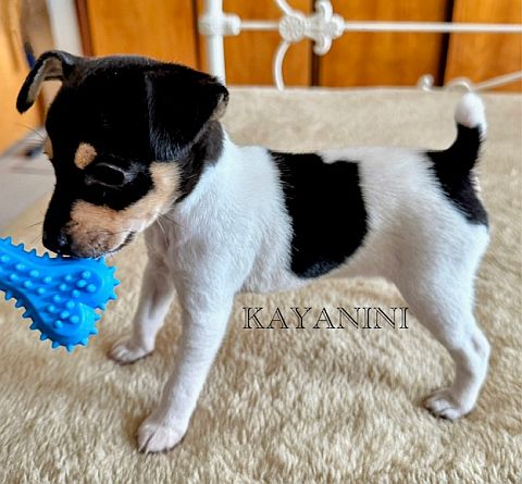 Puppy with bob tail.