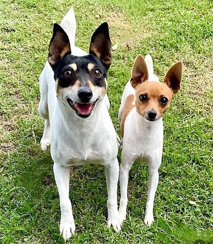 Two toy fox terriers - one large, one small.