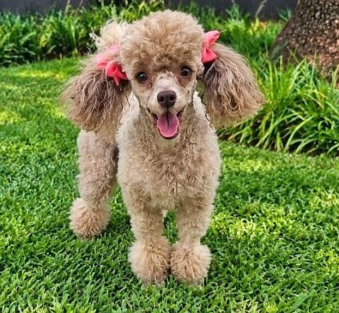toy poodle with ribbons in his hair.