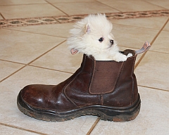 Tiny toypom puppy in a shoe