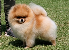 champion pomeranian