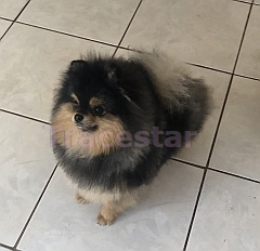 A dark coloured toy pom
