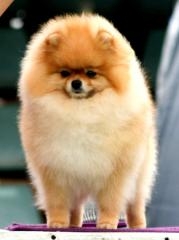 Champion toy pom