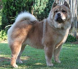 short-haired chow chow