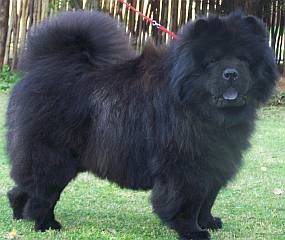 A long haired black chow
