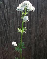 White valerian flowers