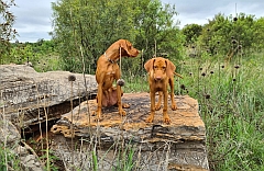 Vizslas in the bush