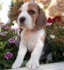 Beagle puppy exploring the world