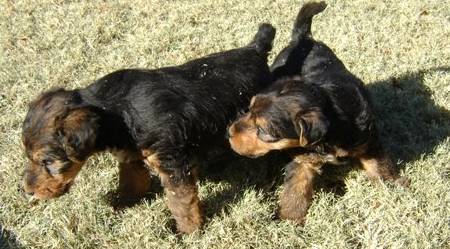 Two Welsh terrier puppies explore the garden