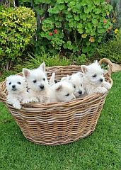 A basketful of dogs