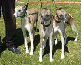 3 whippets, ready for a run
