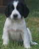 black and white spaniel puppy