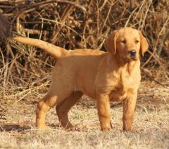 A young, eager gundog