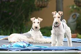 Two wire haired terriers on a trampoline