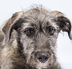 Irish wolfhound puppy face