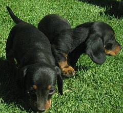 Black & tan miniature dachshund puppies
